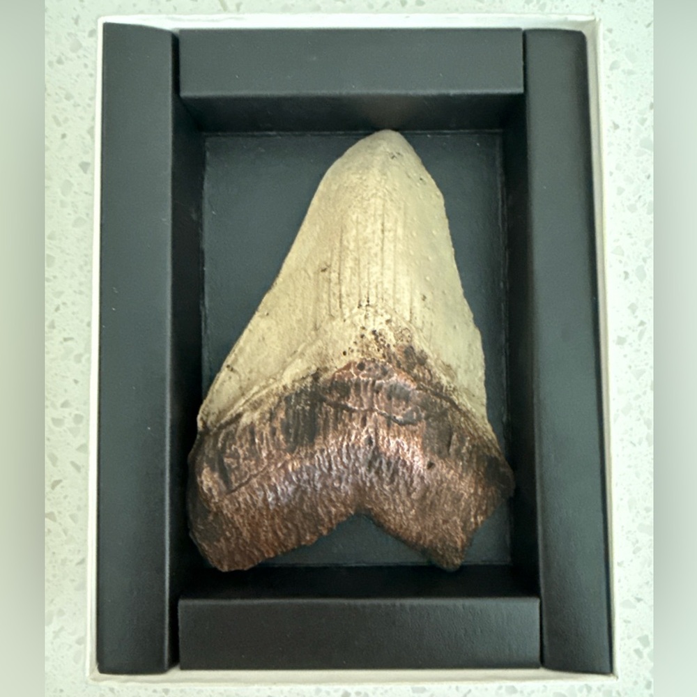 Fossil Shark Tooth Replica Extinct Giant White Shark w/ Notary Document & Box